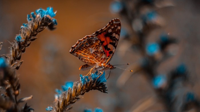 Butterfly on a blue flower