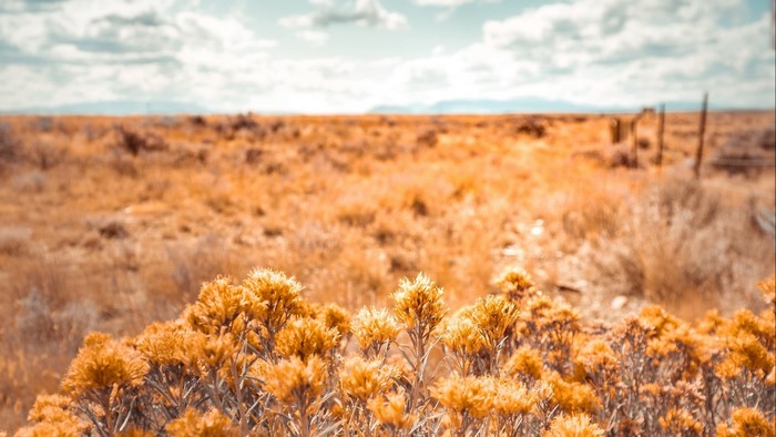 Field with dry grass and flowers