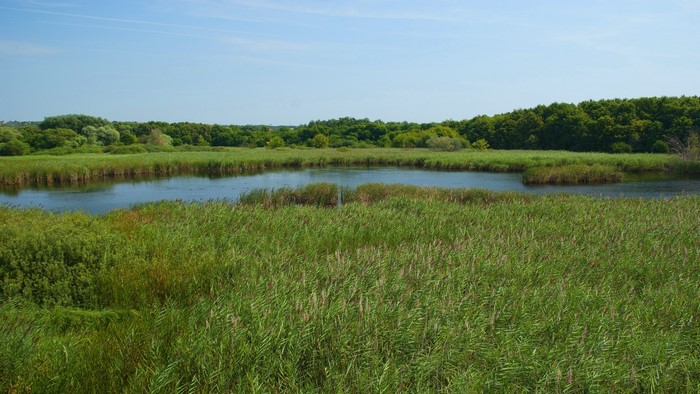 A tranquil wetland with a calm lake and dense green trees under a clear blue sky.