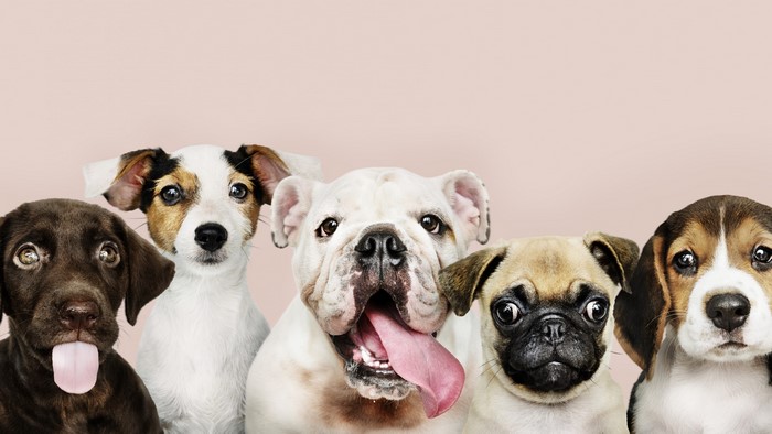Group of Puppies and Dogs