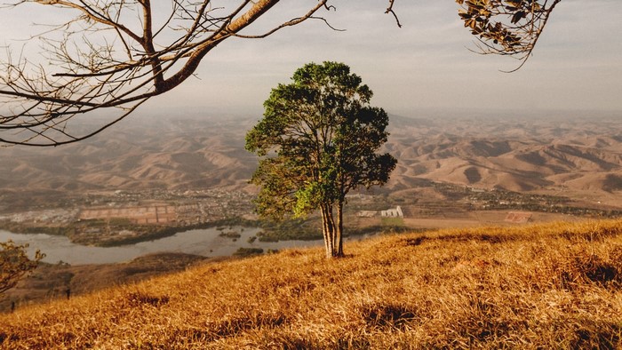 Tree on a hill overlooking a valley