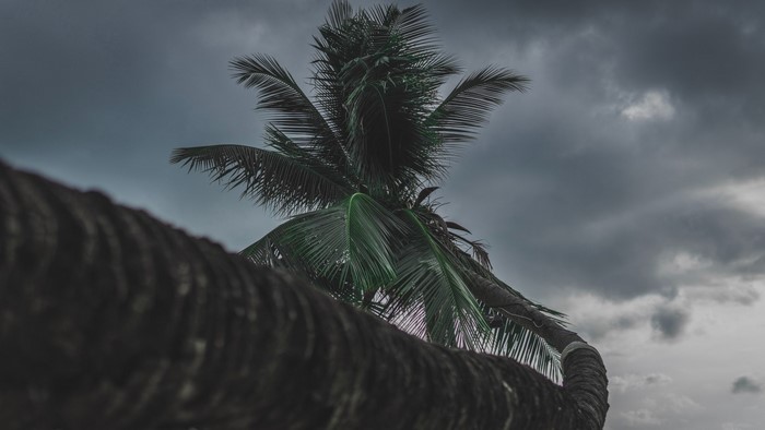 Palm tree against a cloudy sky