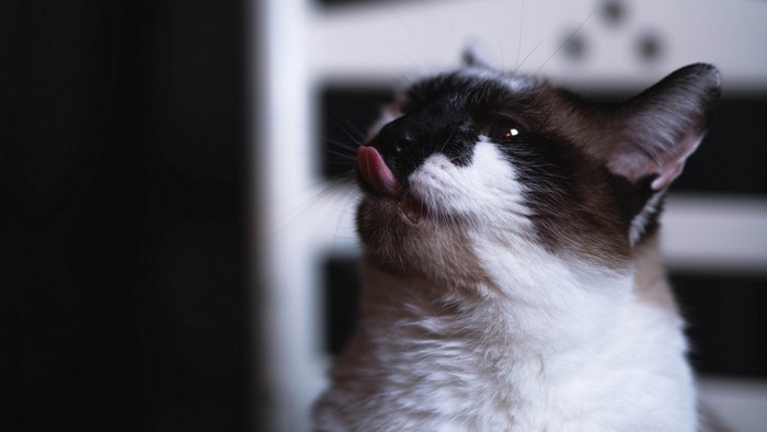 Siamese cat licking its nose