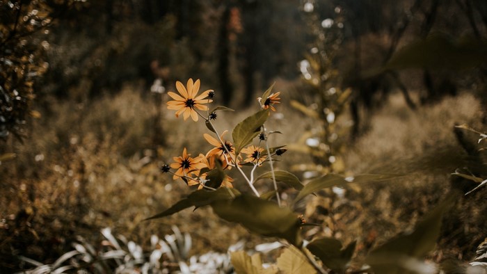 Yellow flowers in a field
