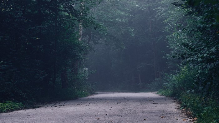Foggy forest road