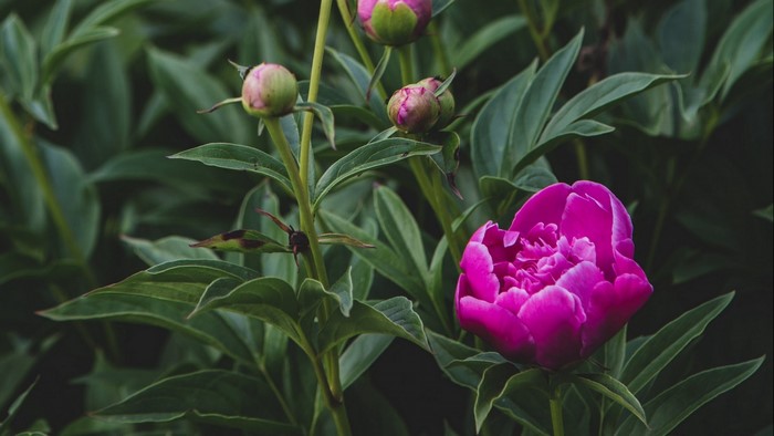 Pink Peony Flower Buds and Bloom
