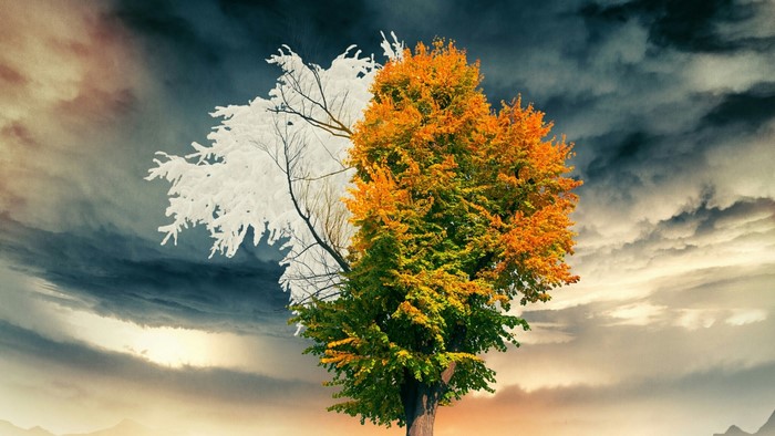 Tree showing four seasons