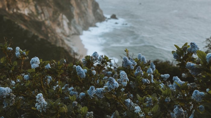 Blue flowers on a cliff overlooking the ocean