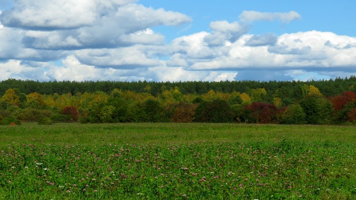Meadow with wildflowers and forest under a cloudy sky