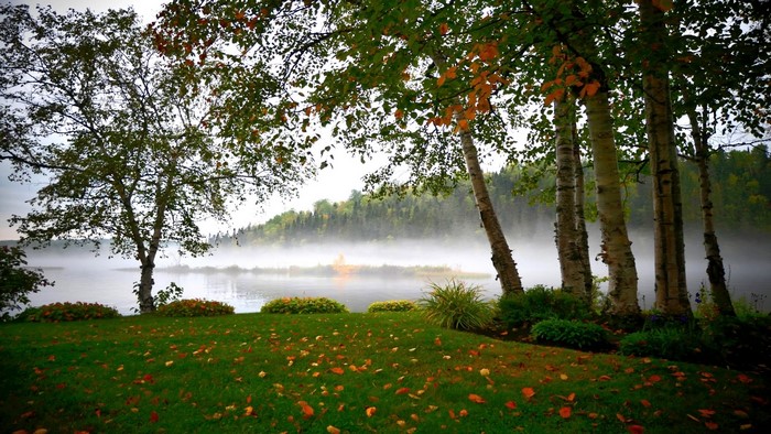 Misty Morning Lake with Trees