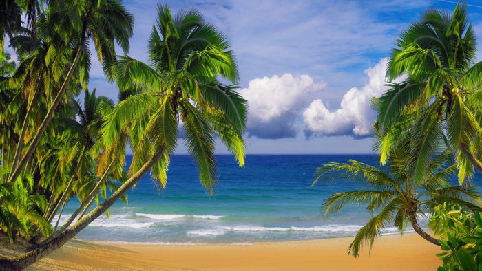 Tropical Beach with Palm Trees and Ocean
