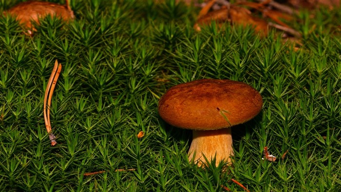 Mushroom growing in mossy forest floor