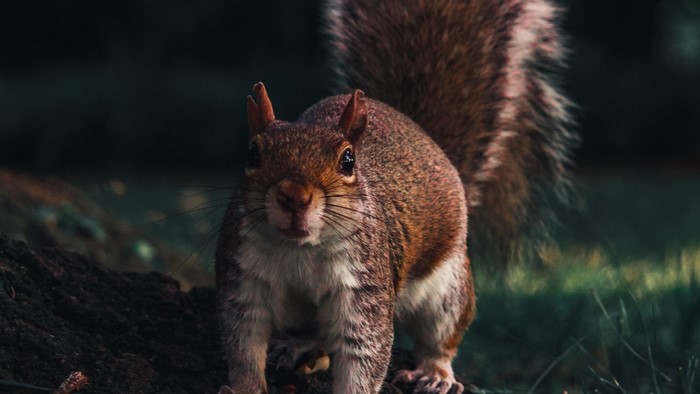 Squirrel in a forest