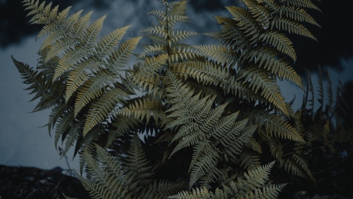 Close-up of green and yellow ferns