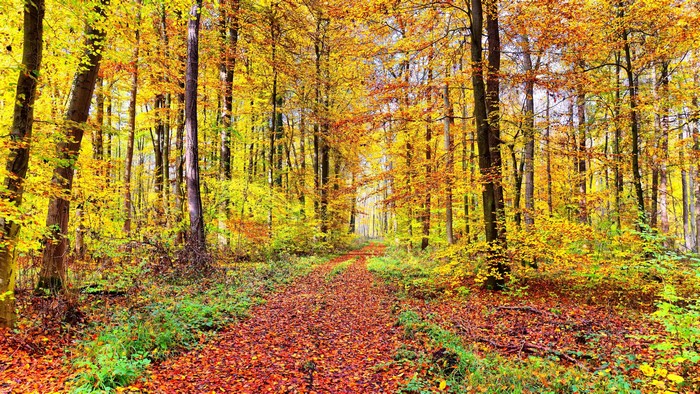 4K Autumn forest path