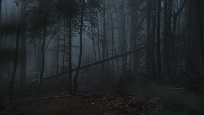Gloomy forest with fallen tree