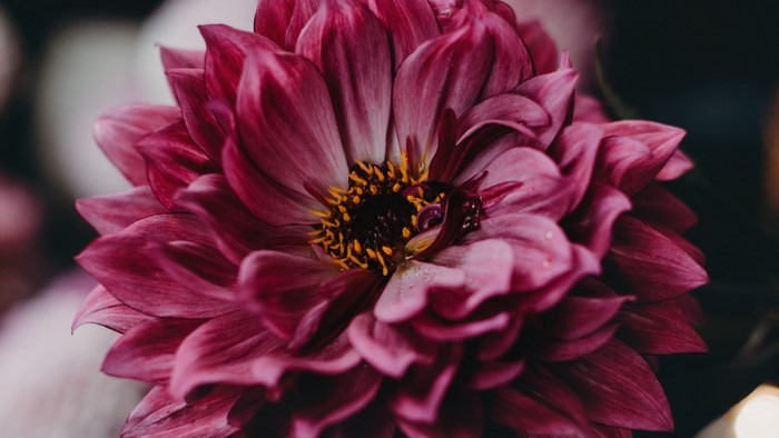 Close-up of a pink dahlia flower
