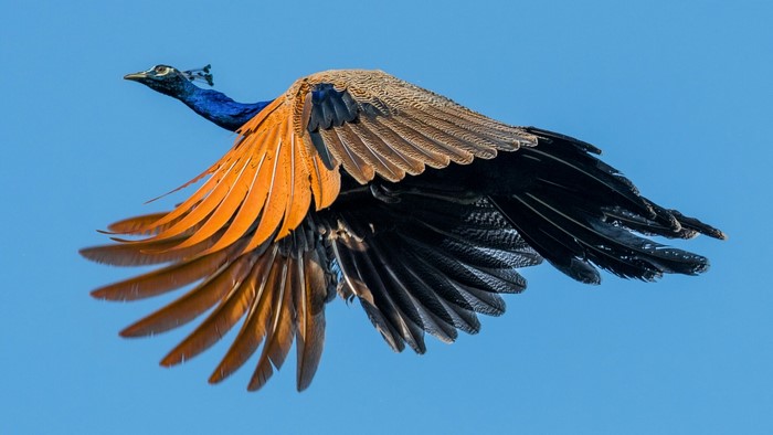 Peacock in flight against blue sky