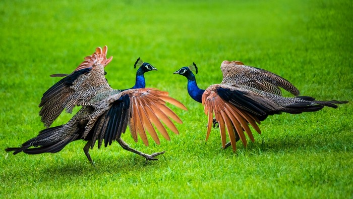 Two peacocks with spread wings on green grass