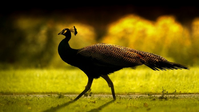 Peacock walking on grass with blurred background