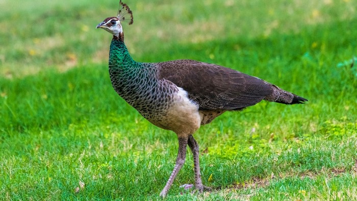 Peacock standing on green grass
