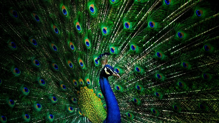 Peacock displaying its vibrant tail feathers