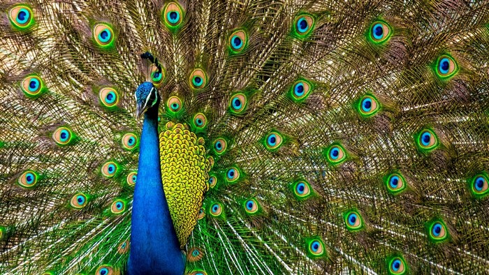 HD Peacock, HD Wallpaper | Rare Gallery