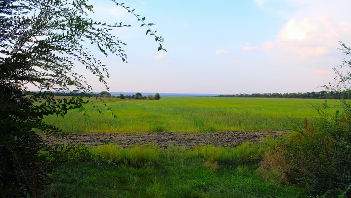 4K Field with Trees and Sky