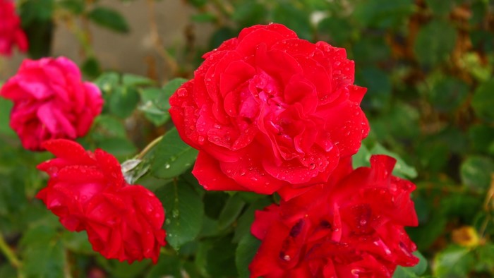 Red roses with water droplets