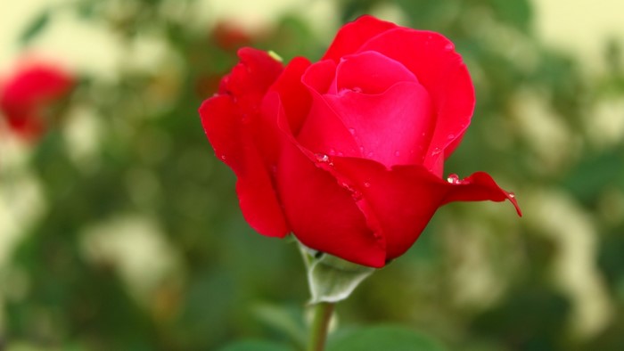 Red rose with water droplets