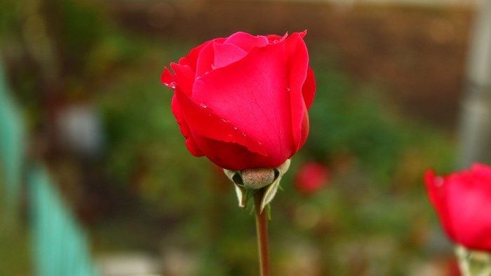 Red rose with water droplets