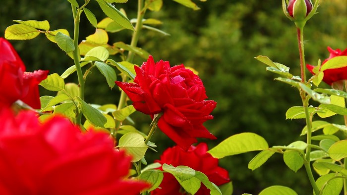 Red roses with water droplets