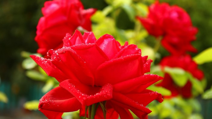 Red roses with water droplets
