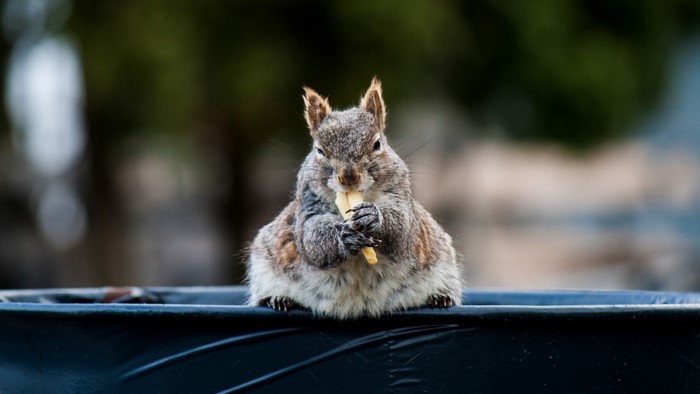 Squirrel eating food on a trash can