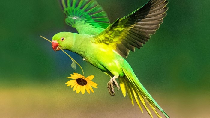 Green parrot flying with a sunflower