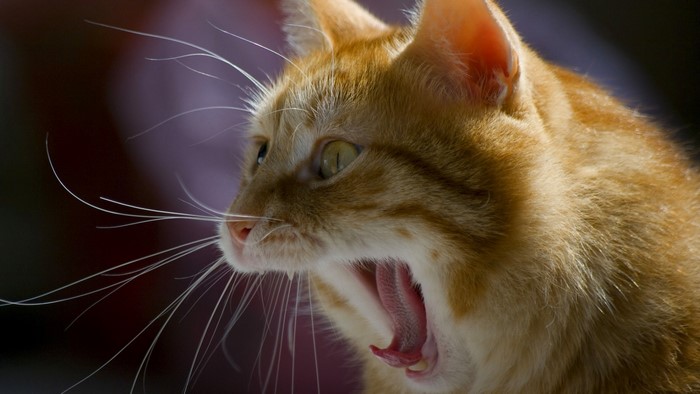 Close-up of an orange tabby cat yawning