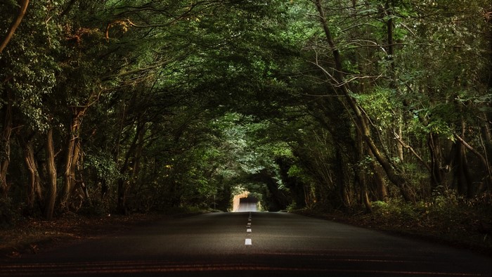 Road through a dense forest canopy