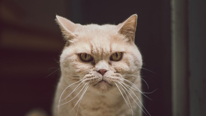 Close-up of a light-colored cat's face