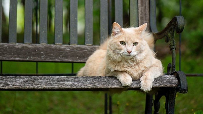 Fluffy ginger cat resting on a wooden bench