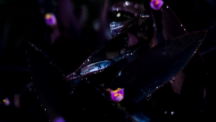 Close-up of purple plant with water droplets