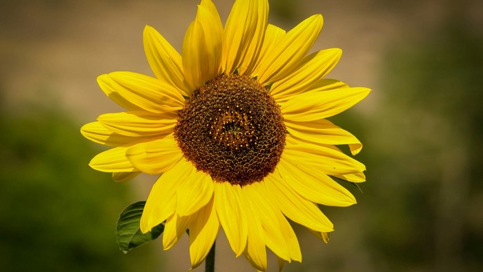 Sunflower in bloom