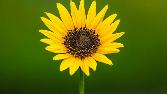 Sunflower with a green background