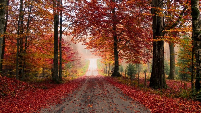 Autumn forest road covered in red leaves