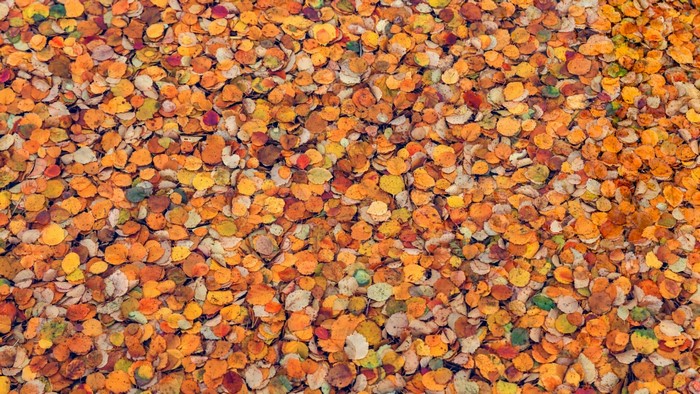 A carpet of fallen autumn leaves