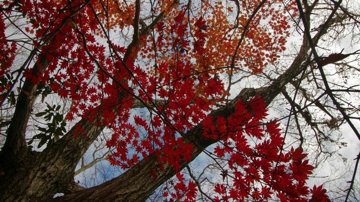 Red and orange maple leaves on tree branches against sky