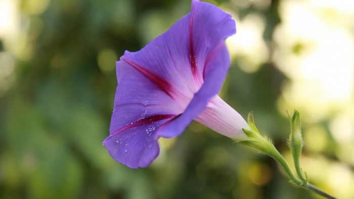 Purple Morning Glory Flower