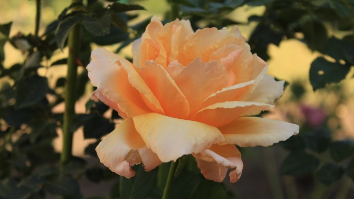 Close-up of a peach rose