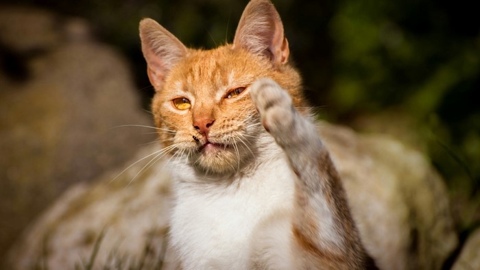 Orange cat with white chest raising paw