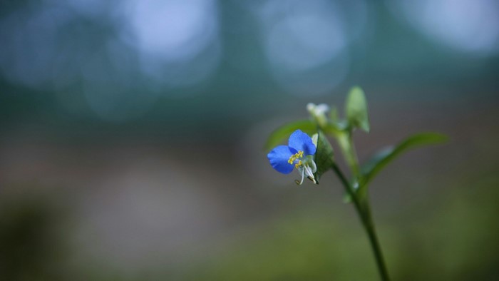 Close-up of a small blue flower