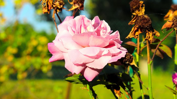 4K Pink Rose Flower